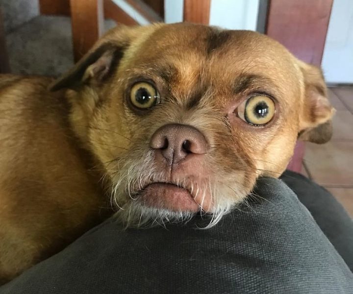 Meet Bacon: The Dog Whose Facial Expressions Will Have You Cracking Up ...