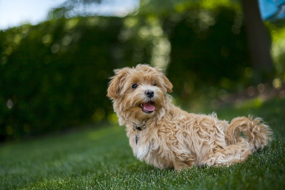 small hybrid dogs