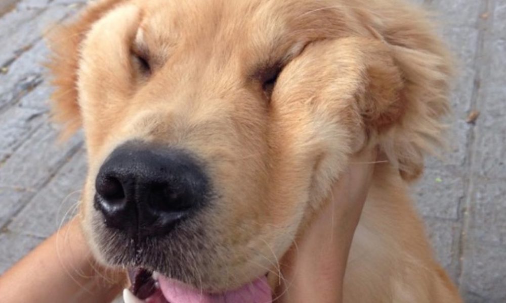 These Squishy Dog Smiles Are The Best Thing You Will See Today Probably All Week Sogoodly