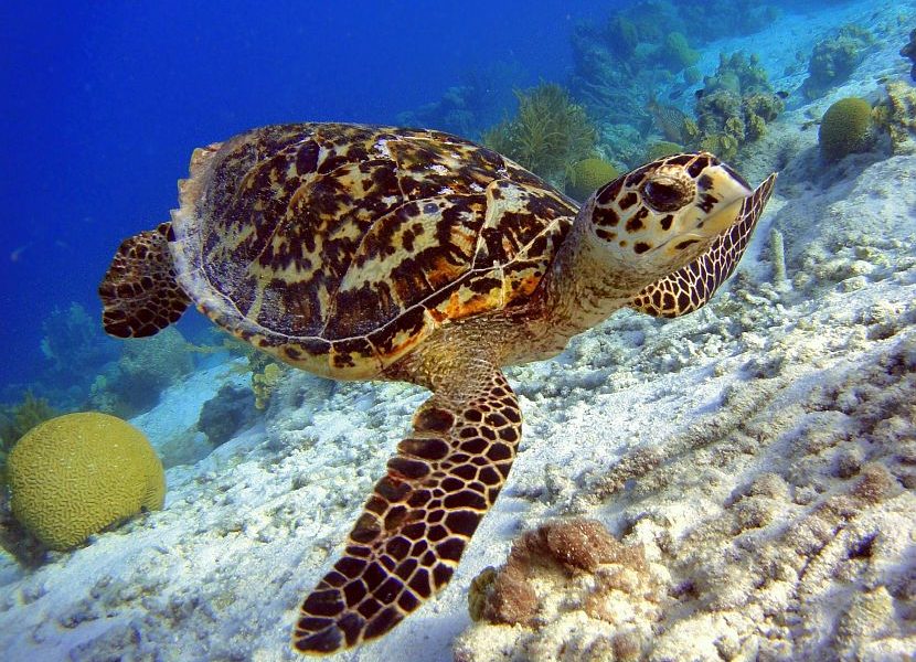 Guam Rehabs Beautiful Sea Turtle in Touching Story of Man and Nature ...