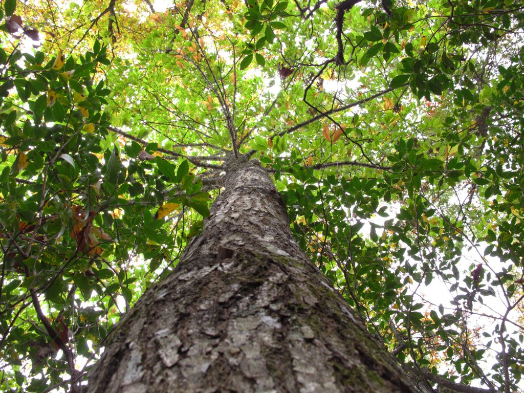 the-return-of-the-valuable-american-chestnut-tree-sogoodly