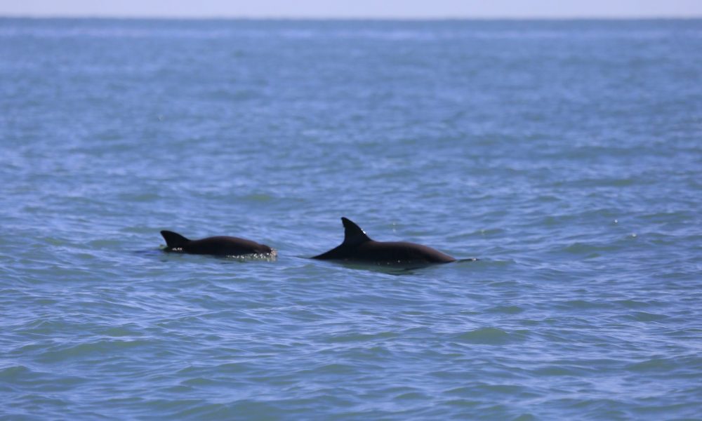 Encouraging Signs for the Vaquita Marina: A Population Survey Reveals ...