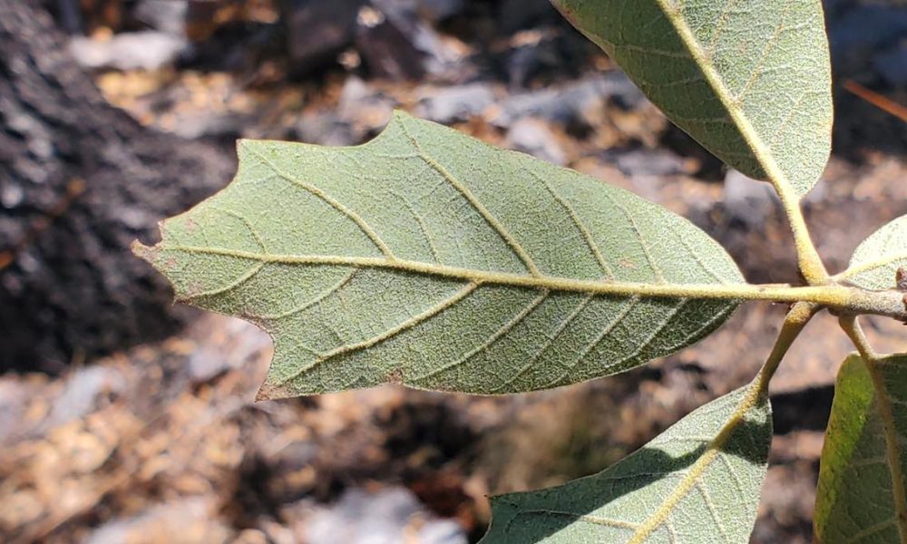 Texas Oak Tree Rediscovered The Quercus Tardifolia In Big Bend   Tardy Oak 1000x600 