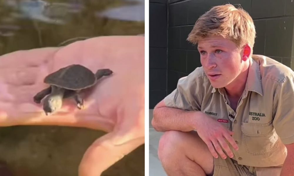 Robert Irwin Emotionally Welcomes First Hatched "Irwin's Turtle" at