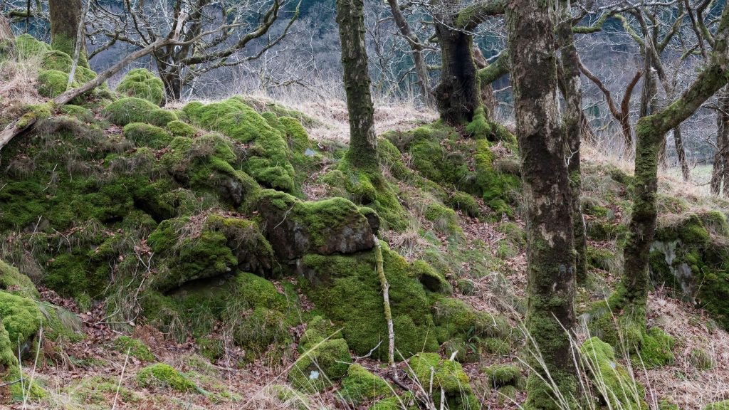 Ancient Rainforest Rising: How 100,000 Trees Will Breathe Life Back ...