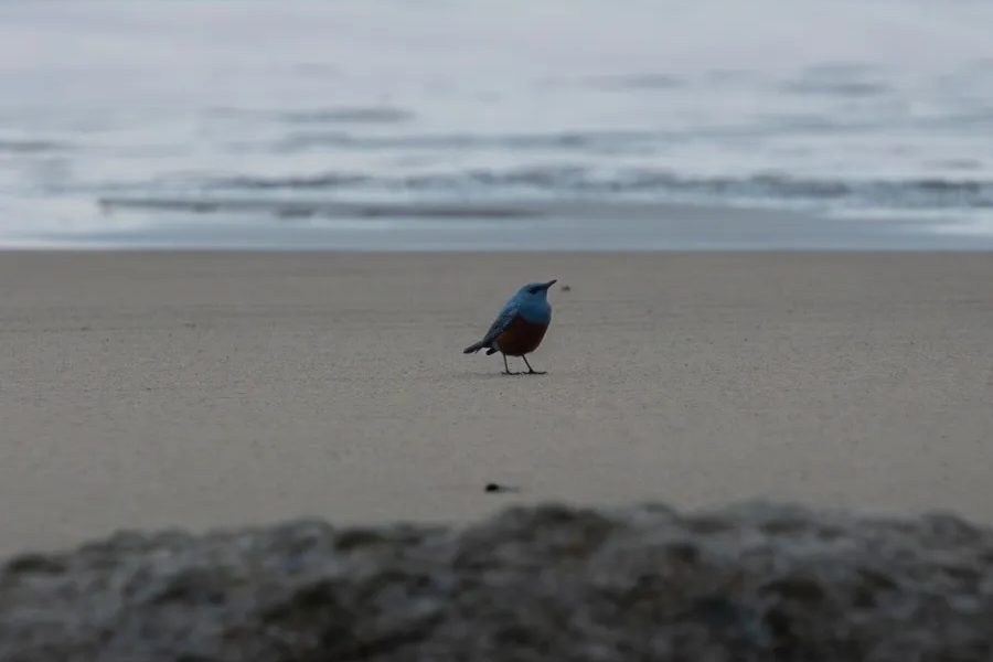 Rare Blue Rock Thrush Spotted in Oregon for the First Time - SoGoodly